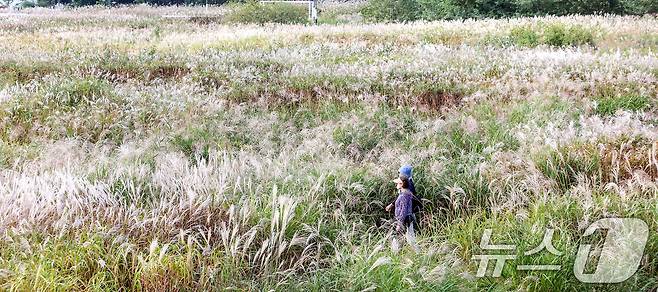 완연한 가을날씨를 보인 19일 서울 마포구 하늘공원에서 열린 서울억새축제를 찾은 시민들이 억새밭을 거닐고 있다. ⓒ News1 이호윤 기자