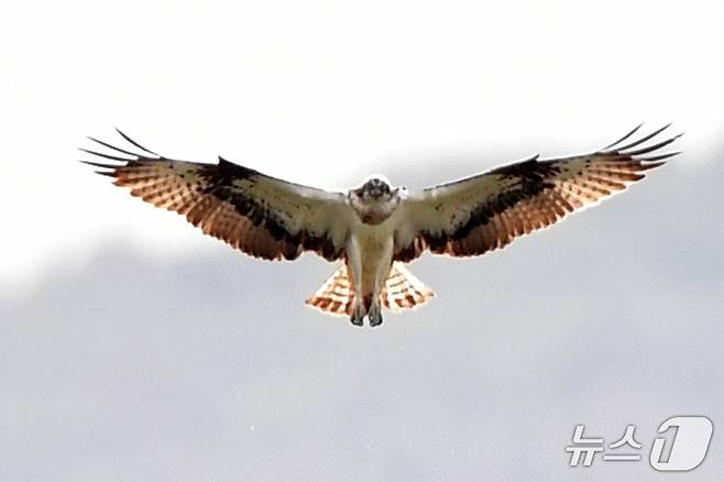 19일 경북 포항시 남구 연일읍 형산강에서 환경부 멸종위기 야생생물 II급 물수리가 물고기 사냥을 위해 수면 위에서 정지 비행을 하고 있다. 2025.10.19/뉴스1 ⓒ News1 최창호 기자