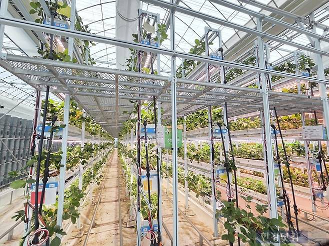 지난 15일 충남 서산시 운산면에 있는 SP아그리 스마트팜에서 시범 운영하고 있는 6단 딸기 재배시설./사진=박수림 기자