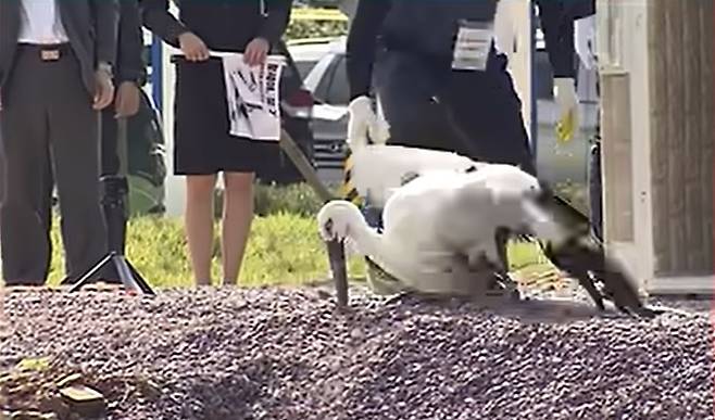 An Oriental stork falls to the ground after being released from a cage during the opening ceremony of the Hwapocheon Wetland Science Museum held on Oct. 15 by Gimhae City. (Courtesy of LG HelloVision)