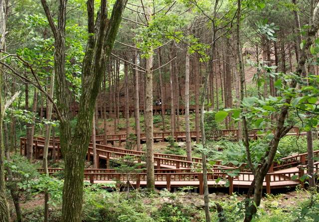 숲길조성사업이 2020년 지자체 이양 이후 타당성 평가 없이 진행돼 난개발을 초래하고 있다.