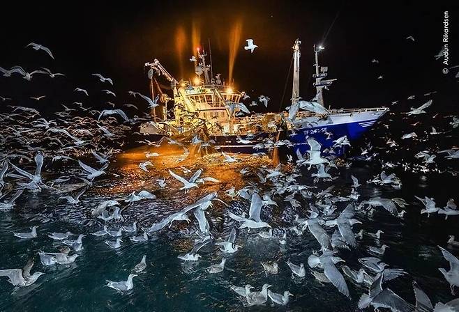 해양 부문 수상작 ‘축제’. 노르웨이 북부 해역, 어선 그물에 걸린 청어를 훔치기 위해 모여든 갈매기들. 안타깝게도 갈매기들은 이런 식의 사냥으로 어망에 갇히거나 걸려 익사한다. 올해의 야생동물사진가상 제공