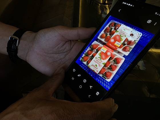 장지용씨가 보코산에서 재배한 딸기 사진을 보여주고 있다. 그는 지난 16일 자정을 기해 발령된 여행금지령으로 갑자기 귀가하지 못하고 있다. 이영근 기자