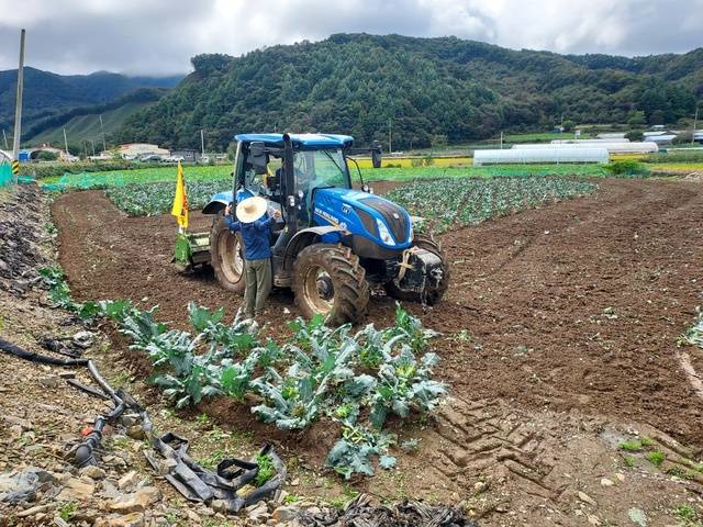 가을 장마로 인해 검은무늬병이 퍼진 최영회씨 밭을 트랙터로 갈아엎고 있다.