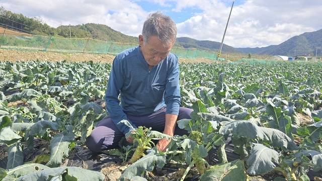 충북 청주시 미원면 구방리의 최영회씨가 가을장마로 검게 타들어가는 브로콜리를 근심스러운 표정으로 살펴보고 있다.