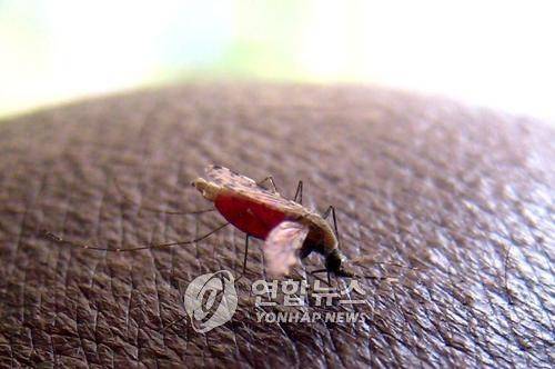 아프리카 케냐의 모기 [EPA 연합뉴스 자료사진]