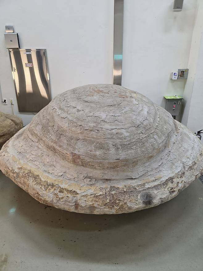 포항 신생대 두호층 결핵체(국가유산청 제공)