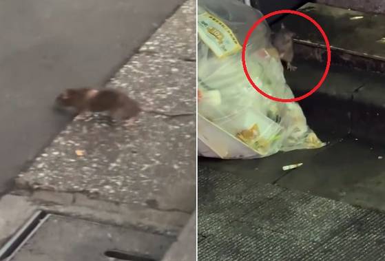 일본 도쿄 신주쿠 거리에 쥐가 돌아다니는 모습. 사진 인스타그램 yogitutty 캡처