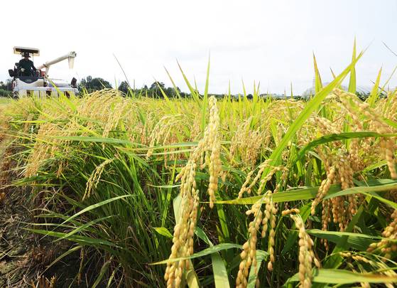 지난 8월 경기도 화성시 정남면 조생종 벼 첫 수확 행사에서 한 농민이 콤바인으로 벼를 베고 있다. 1960년대 후반부터 쌀 품종 개발에 힘쓴 결과, 한국은 식량 자급에 성공한 나라로 거듭났다. [연합뉴스]