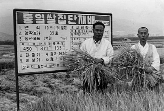 통일벼로 다수확에 성공한 농부가 볏단을 들고 기념촬영을 하고 있다. [중앙포토]