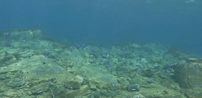 제주 연안에서 발견이 늘어나고 있는 파랑돔.[국립생물자원관 제공]