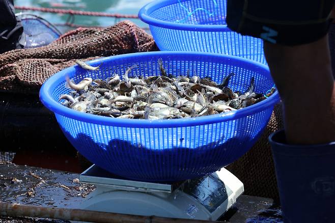 전남 여수 가막만 한 가두리양식장에서 작업자들이 방류할 치어를 바구니에 담아 무게를 재고 있다.[연합]