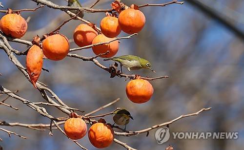 감나무 [연합뉴스 자료사진] ※ 이해를 돕기 위한 사진으로 기사와는 아무런 관련이 없습니다.