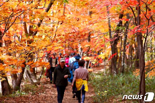 오대산국립공원 선재길 자료사진.(뉴스1 DB)
