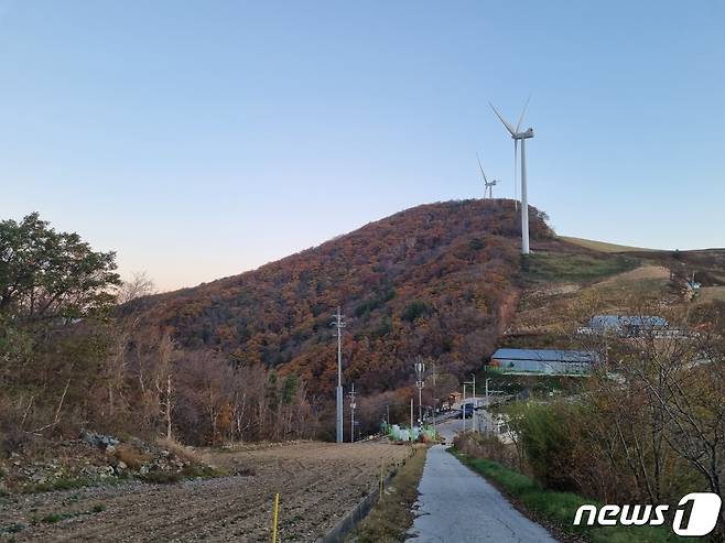 안반데기 단풍 자료사진.(뉴스1 DB)ⓒ News1 윤왕근 기자