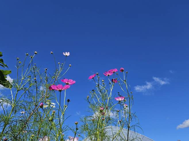 ‘반짝 추위’ 물러가고 아침 10도 이상…강원·경북 가끔 비[내일날씨]= 목요일인 내일(23일) 날씨는 강원영동과 경상권, 제주도는 대체로 흐리겠고, 그 밖의 전국은 구름 많겠다. ‘반짝 추위’는 물러가고 아침 기온이 다소 올라 대부분 지역에서 10도 이상에 머물며 평년보다 기온이 높겠다. 강원영동과 경상권동해안, 경북북동산지에 가끔 비가 내리는 곳이 있겠다. ⓒbnt뉴스: 오늘날씨, 내일날씨, 주간날씨 예보&nbsp;&nbsp;