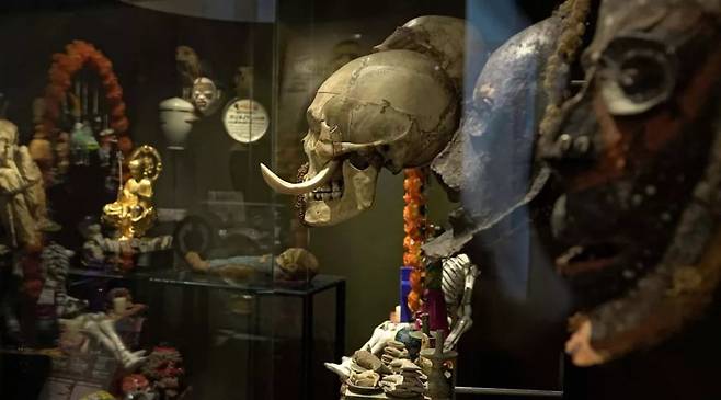 /사진=프랑스 국립자연사박물관 홈페이지