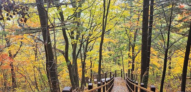 이달 초 해발 1563m 비로봉에서 시작한 오대산 단풍이 지금은 해발 800m 부근까지 내려와 절정의 모습을 보이고 있다.  오대산국립공원사무소 제공