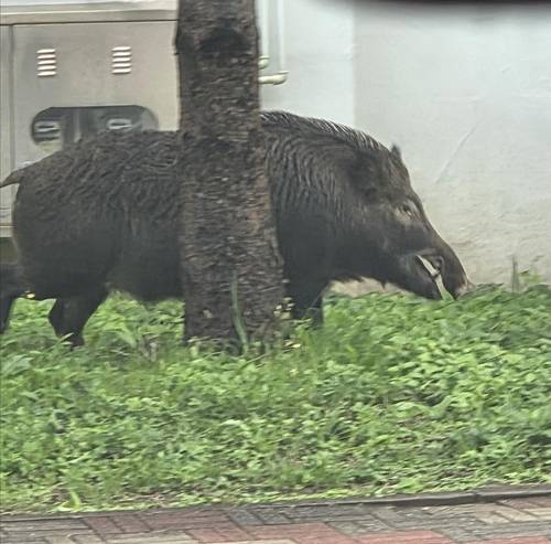 ▲ 23일 경북소방본부에 따르면 이날 오후 2시 47분께 포항시 남구 지곡동 아파트 단지에 멧돼지 1마리가 나타났다. 독자 제공.