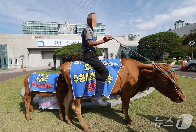 23일 오전 '도시가스 공급 공사 비용 지원'을 요구하는 한 민원인이 소 3마리를 끌고 경기 수원특례시청을 항의 방문해 한동안 소란이 일었다. 2025.10.23/뉴스1 ⓒ News1 김영운 기자