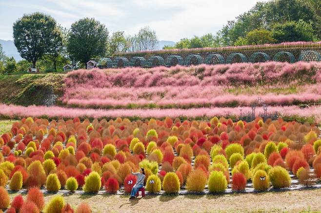 남원 신생마을에 핀 댑싸리와 핑크뮬리