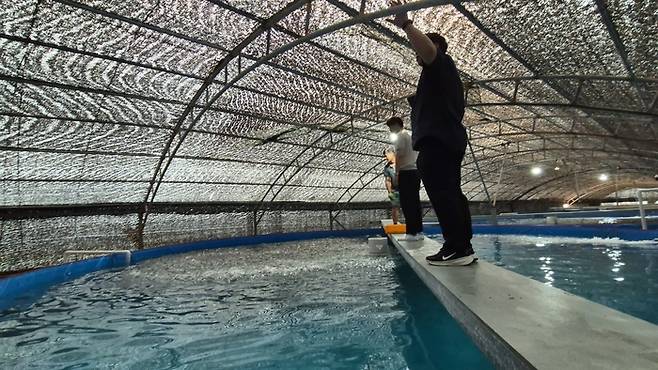 유철원 대표(맨 앞 검정색 옷)가 제주 표선면 양어장에서 고등어들에게 사료를 뿌려주고 있다. [제주 = 이호준 기자]