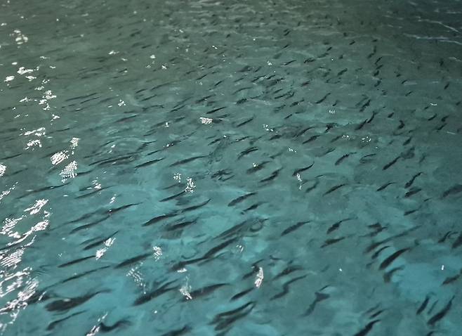 메가플랜 제주 양어장 수조에서 고등어들이 헤엄치고 있다. [제주 = 이호준 기자]