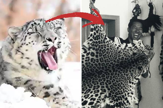 히말라야 고산지대에 서식하는 눈표범과 눈표범 가죽을 들고 있는 사람.[WWF 제공]