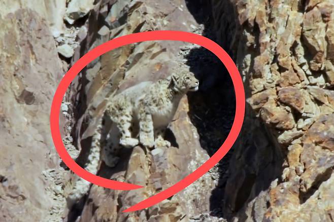히말라야 고산지대에 서식하는 눈표범이 절벽 사이를 뛰어다니고 있다.[WWF 제공]