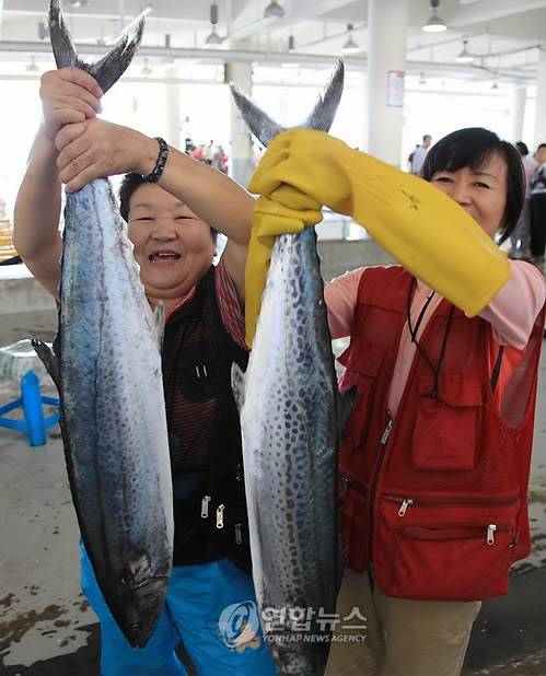 완도 삼치  [연합뉴스 자료 사진]