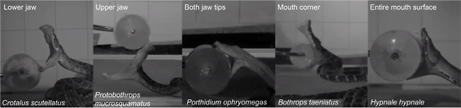 독사 종류마다&nbsp;먹이에 접근하는 방식이&nbsp;각기 다르다. Experimental Biology 제공
