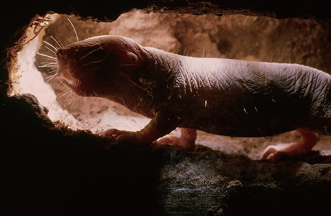 벌거숭이두더지쥐는 수명이 같은 몸집의 쥐보다 10배나 길다. 사람으로 치면 800세 이상 사는 셈이다. 암에도 걸리지 않고 통증도 느끼지 않는다. 심지어 산소가 없어도 18분간 견딜 수 있다.  /사진 닐 브롬홀