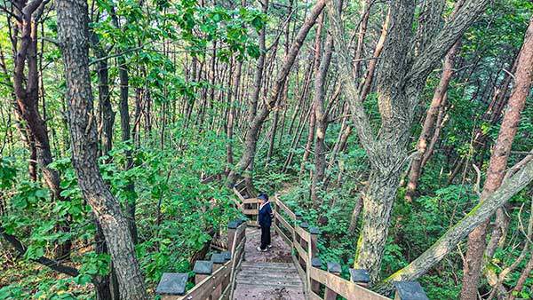 빽빽한 소나무 숲길.