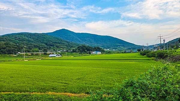 들녘에 솟은 비봉산.