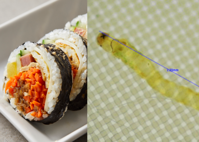 2022년 창원시 수돗물에서 발견된 깔따구 유충(오른쪽)과 김밥 사진. 사진=클립아트코리아, 창원시