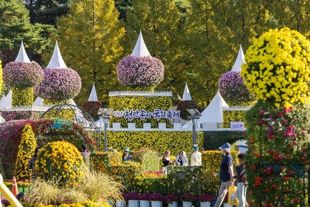 24일 제22회 익산 천만송이 국화축제장/사진 제공=익산시