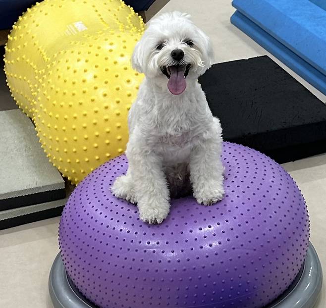 말티푸 멜리가 반려견 케어센터 ‘독투독’ 운동기구 위에서 맞춤형 트레이닝을 받고 있다. 독투독 제공
