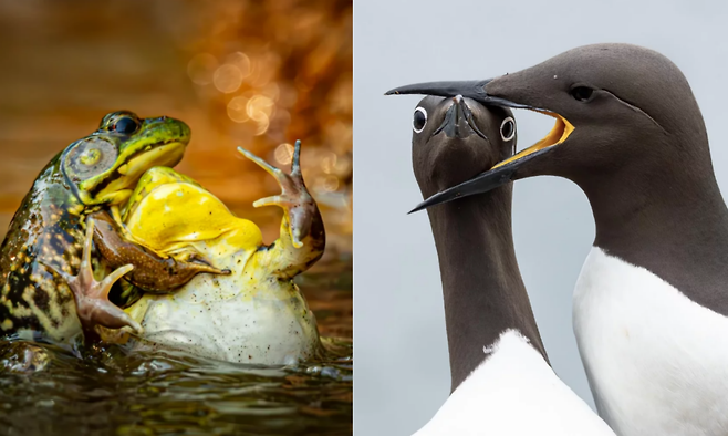 물에 빠진 친구 개구리를 더 누르는 개구리와, 친구 새를 입에 물고 있는 새. 사진=니콘