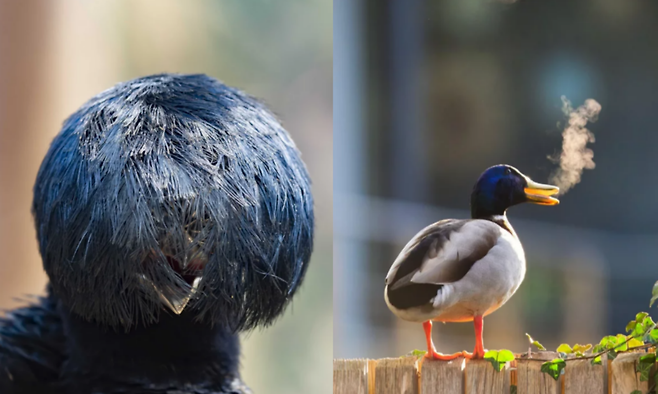 바가지 머리를 한 듯한 새와 담장에 앉아 담배 연기 같은 입김을 내뿜는 오리. 사진=니콘