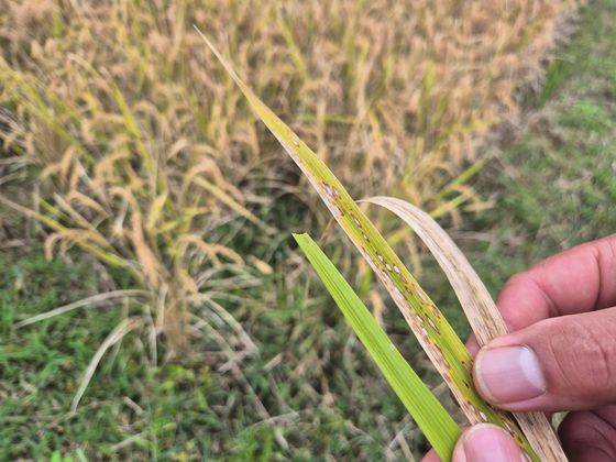 지난 21일 전남 고흥군 과역면 한 벼 재배지에 ‘벼 깨씨무늬병’이 발병한 벼 잎과 병해를 입지 않은 벼 잎이 상반된 모습을 보이고 있다. 황희규 기자