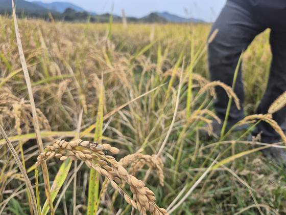 지난 21일 전남 고흥군 과역면 한 벼 재배지에서 ‘벼 깨씨무늬병’이 발병 품질이 저하된 모습을 보이고 있다. 황희규 기자