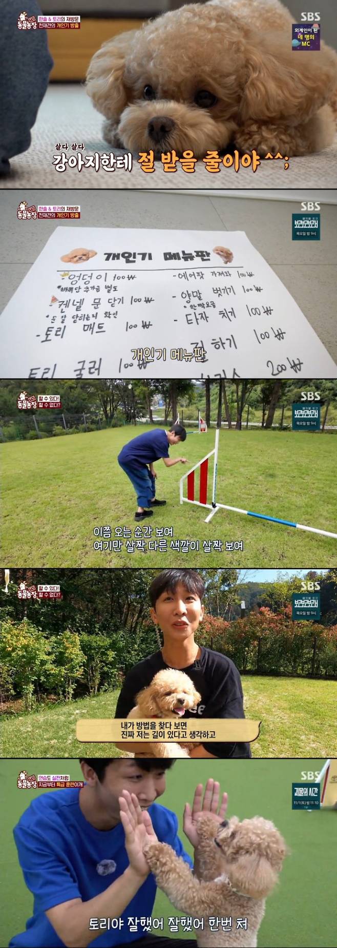 ‘동물농장’ 천재견 토리…최고 3.8% (제공: SBS)