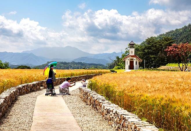 홍천 무궁화수목원의 가을. 홍천군 제공