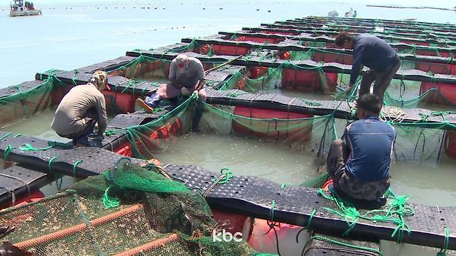 ▲ 전남 완도의 한 전복 양식장&nbsp;