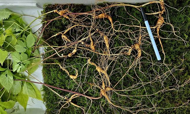 지리산에서 발견된 천종산삼. 한국전통심마니협회 제공