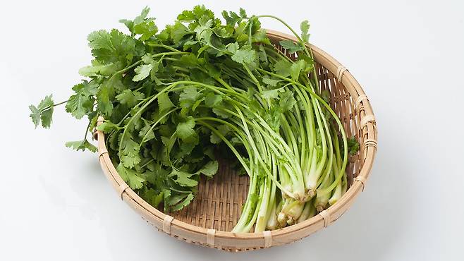 호불호가 나뉘는 향신료 '고수'에는 다양한 효능이 숨어있다｜출처: 클립아트코리아