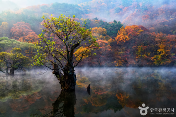 주산지 /사진제공-한국관광공사