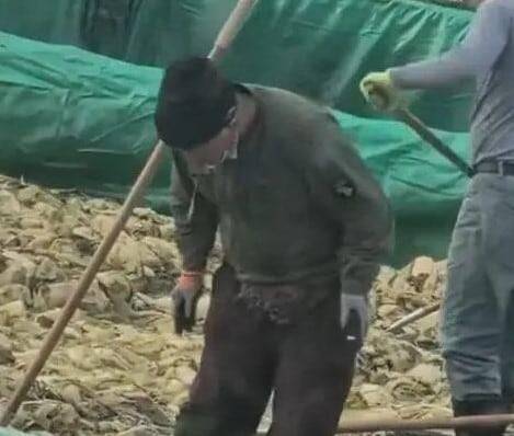 중국의 한 절임배추 공장에서 작업자가 담배를 피우고 침을 뱉고 있다./바이두