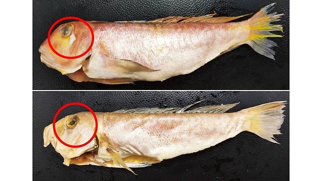 눈 밑에 삼각형 은백색 무늬가 있는 옥돔(위)과 무늬가 없는 옥두어