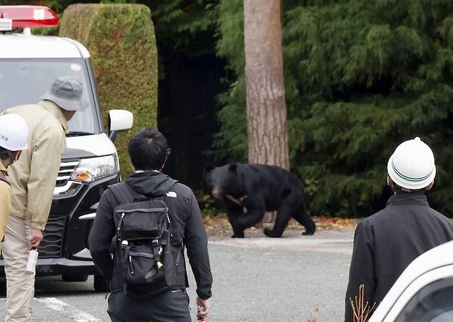 지난 20일 일본 이와테현 모리오카시 하라케이기념관 부지에서 발견된 곰.
교도연합뉴스
